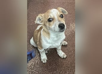 LINUS (Jack-Russel-Mix) – kleiner Kämpfer mit großem Lebenswillen sucht sein Für-immer-Zuhause