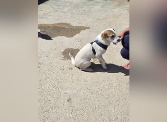 Gegina: kleine Zaubermaus