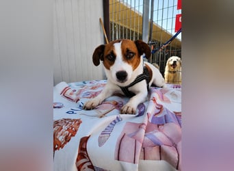 Cucciolino: Hallo, hier bin ich!