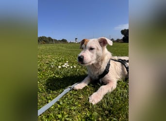 Gegina: kleine Zaubermaus