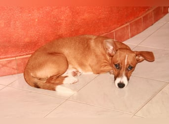 Vincenzo: Lebensfreude pur