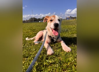 Gegina: kleine Zaubermaus