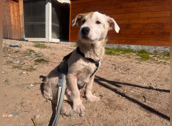 Gegina: kleine Zaubermaus