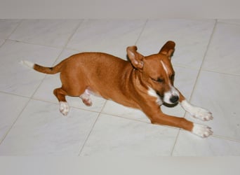 Vincenzo: Lebensfreude pur