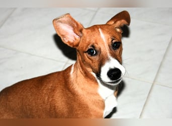 Vincenzo: Lebensfreude pur