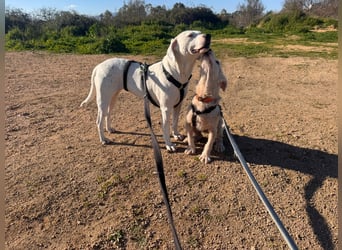 Gegina: kleine Zaubermaus