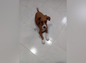 Vincenzo: Lebensfreude pur