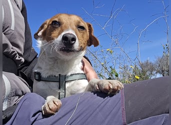 Dennis: wem darf er sein Herz schenken