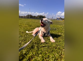 Gegina: kleine Zaubermaus