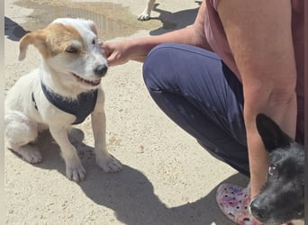 Gegina: kleine Zaubermaus