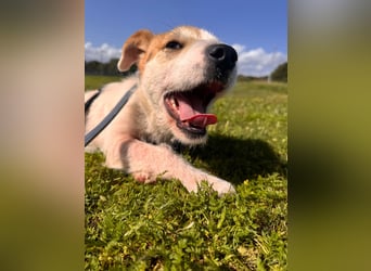 Gegina: kleine Zaubermaus