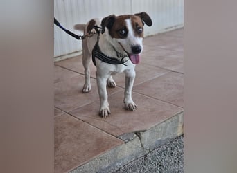 Cucciolino: Hallo, hier bin ich!