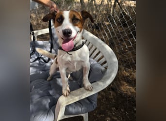 Cucciolino: Hallo, hier bin ich!