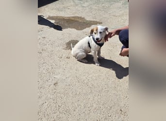 Gegina: kleine Zaubermaus