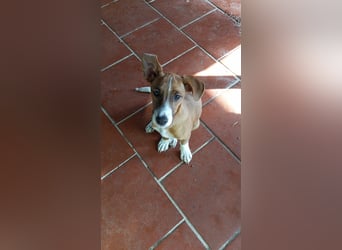 Vincenzo: Lebensfreude pur