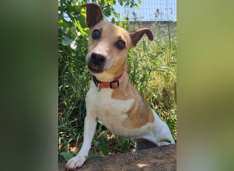 Fitte Jack Russel Seniorinnauf 3 Beinen