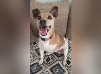 Fitte Jack Russel Seniorinnauf 3 Beinen