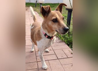 Fitte Jack Russel Seniorinnauf 3 Beinen
