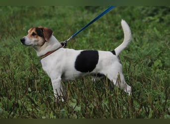 ENZO - das freundliche, soziale Kerlchen möchte mit seiner Familie tolle Abenteuer erleben!