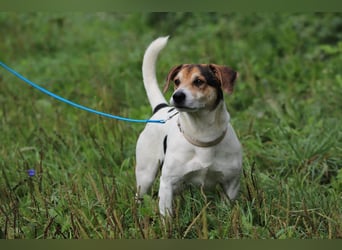ENZO - das freundliche, soziale Kerlchen möchte mit seiner Familie tolle Abenteuer erleben!