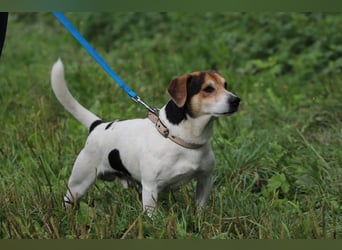 ENZO - das freundliche, soziale Kerlchen möchte mit seiner Familie tolle Abenteuer erleben!