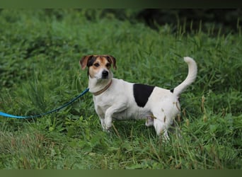 ENZO - das freundliche, soziale Kerlchen möchte mit seiner Familie tolle Abenteuer erleben!