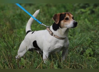 ENZO - das freundliche, soziale Kerlchen möchte mit seiner Familie tolle Abenteuer erleben!