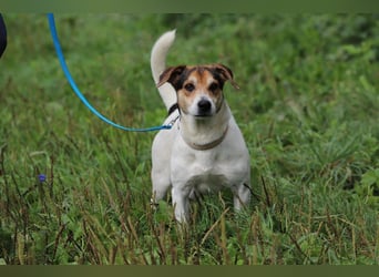 ENZO - das freundliche, soziale Kerlchen möchte mit seiner Familie tolle Abenteuer erleben!