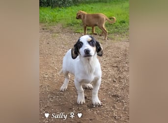 Winzige Sally sucht ein Zuhause