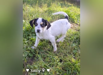 Winzige Sally sucht ein Zuhause