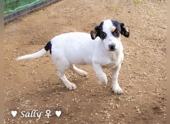 Sparky und Sally   suchen ein Zuhause