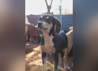 Leon, Lino, Lefis und Lina suchen ab sofort ein Zuhause