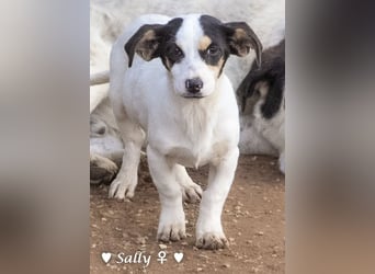 Winzige Sally sucht ein Zuhause