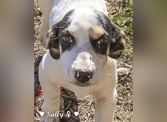 Winzige Sally sucht ein Zuhause