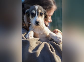 Leon, Lino, Lefis und Lina suchen ab sofort ein Zuhause