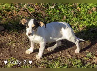 Winzige Sally sucht ein Zuhause