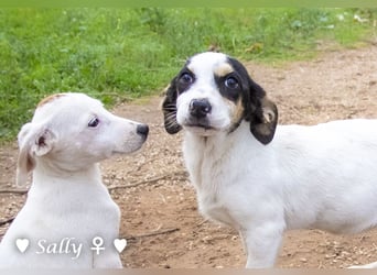 Sparky und Sally   suchen ein Zuhause