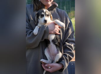 Leon, Lino, Lefis und Lina suchen ab sofort ein Zuhause