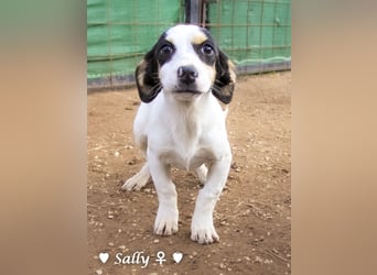 Sparky und Sally   suchen ein Zuhause