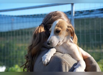 Leon, Lino, Lefis und Lina suchen ab sofort ein Zuhause