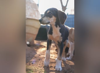 Leon, Lino, Lefis und Lina suchen ab sofort ein Zuhause