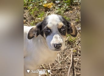 Winzige Sally sucht ein Zuhause