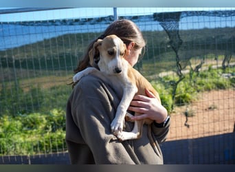 Leon, Lino, Lefis und Lina suchen ab sofort ein Zuhause