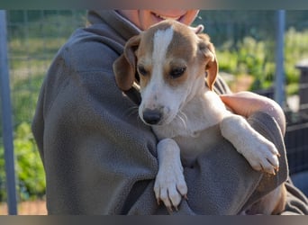 Leon, Lino, Lefis und Lina suchen ab sofort ein Zuhause