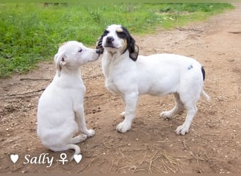 Winzige Sally sucht ein Zuhause