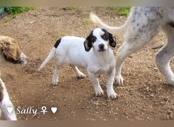 Sparky und Sally   suchen ein Zuhause
