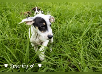 Sparky  sucht ein Zuhause