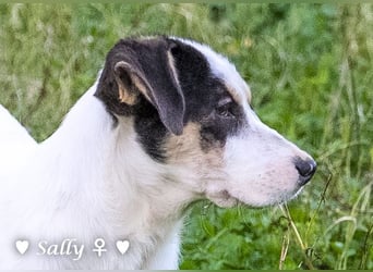 Winzige Sally sucht ein Zuhause