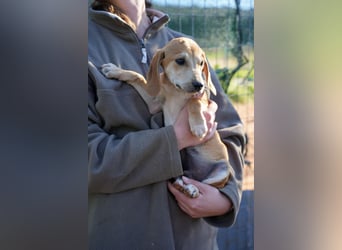 Leon, Lino, Lefis und Lina suchen ab sofort ein Zuhause