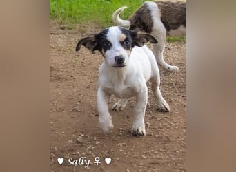 Sparky und Sally   suchen ein Zuhause